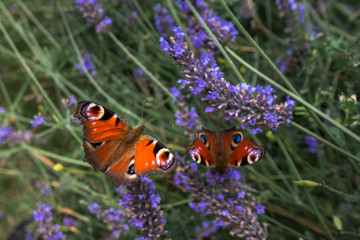 Butterfly on lavender