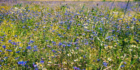 Blaue Kornblumen