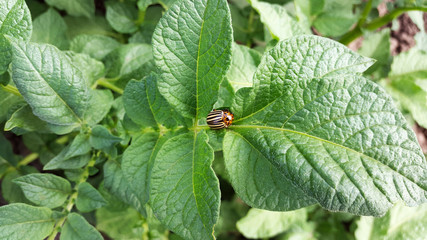 Colorado potato beetle on potato plants