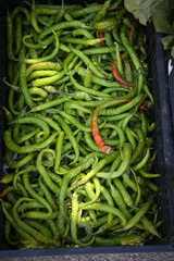 Gundillas 