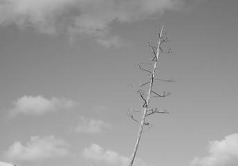 arbol muerto con el cielo de fondo. La fotografia está en blanco y negro.