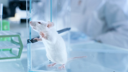 Shot of Laboratory Mouse in a Glass Cage in Scientific Laboratory.