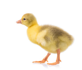 Cute little newborn yellow fluffy gosling. One young goose isolated on a white background. Nice geese big bird.