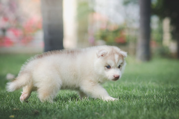 siberian husky puppy on green grass