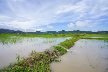 View of green paddy field with mount at background.