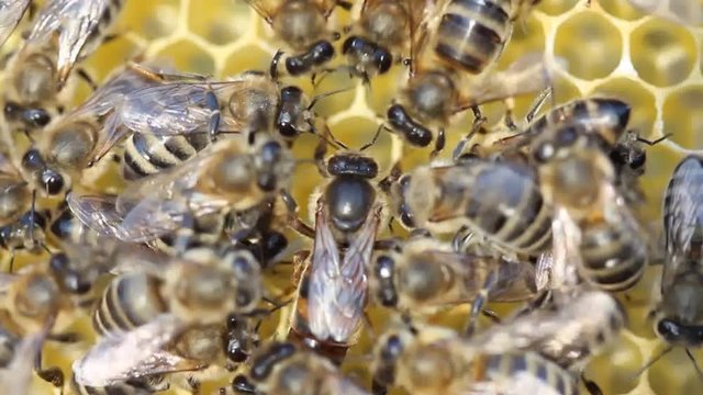 Life and reproduction of bees.
Queen bee lays eggs in the honeycomb.
