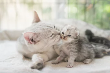 Photo sur Aluminium Chat chat embrassant son chaton avec amour
