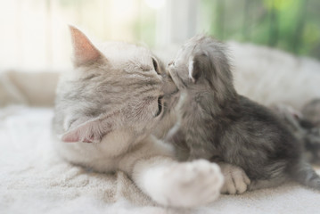 cat kissing her kitten with love