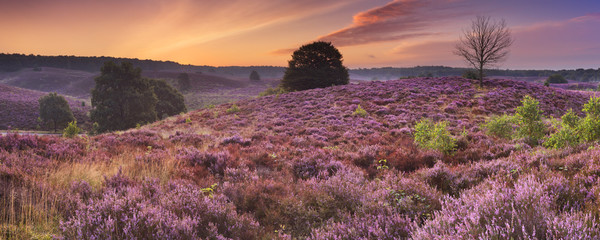 Blooming heather at dawn at the Posbank, The Netherlands - obrazy, fototapety, plakaty