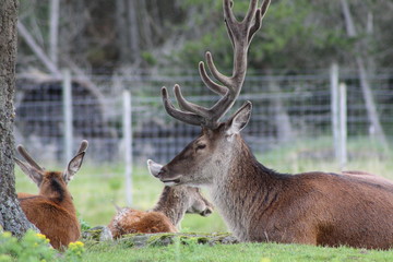 Stag at rest
