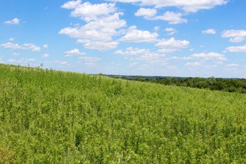 The green grass field and the white clouds in the blue sky.