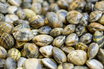Mollusks