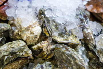 Oysters