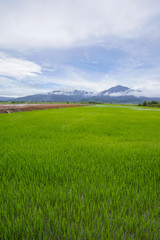 View of green paddy field with mount at background.