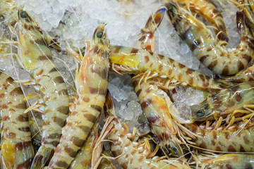 Shrimps