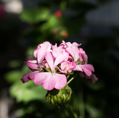Fototapeta na wymiar Pink flower of Geranium