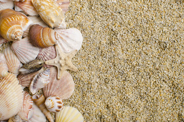 Background of seashells on a sandy background