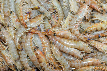 Shrimps