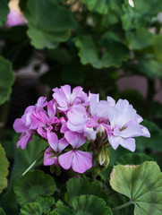Pink geraniums in a summer garden.