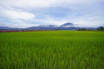 View of green paddy field with mount at background.