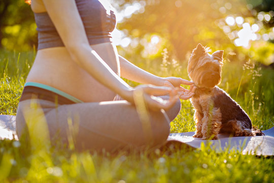 Close-up of pregnant woman with Yorkshire terrier meditating while sitting in lotus position. Sport, fitness, healthy life during pregnancy. Pregnant woman doing prenatal yoga on nature outdoors.