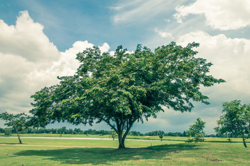 big tree,give shadow, blue sky, style, vintage, background.