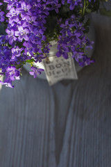 Violet bellflowers is in the grey pot on the wooden background