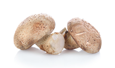 Shiitake mushroom on the White background