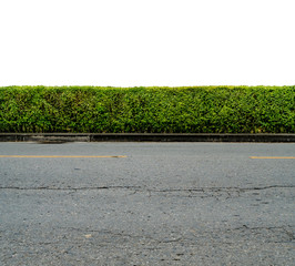Green hedge fence
