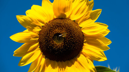 Naklejka premium Sonnenblume mit Biene