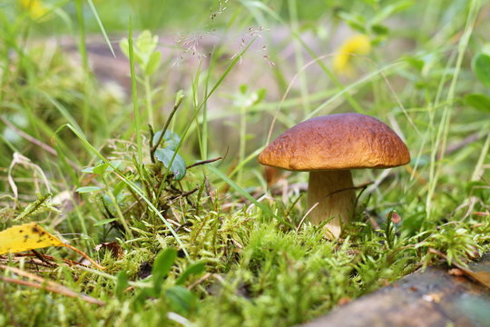 Porcini growing among moss in the forest.