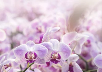 Keuken foto achterwand Orchidee Purple orchid flower