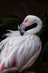 Fototapeta premium Portrait of a Chilean Flamingo (Phoenicopterus chilensis)