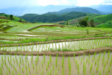 Fototapeta premium Rice terraced field in Baan Pa Bong Piang, Chiangmai, Thailand