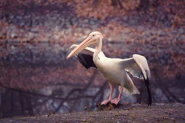 Obraz premium Pelican bird with pink beak near the lake in autumn park, natural background