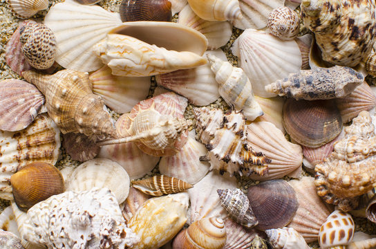 Background of seashells on a sandy background
