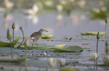 Indian pond Heron in lilly Pond
