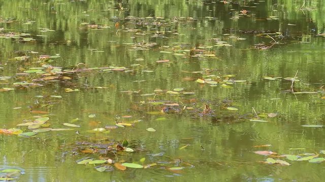 pond