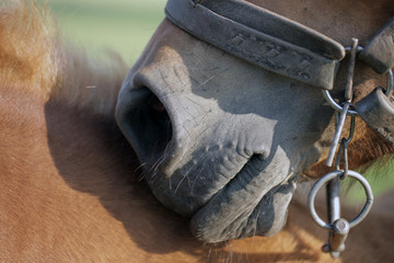 Fototapeta kary koń - koński pysk detal obraz