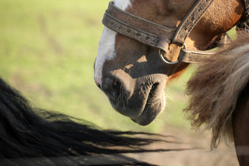 kary koń - koński pysk detal