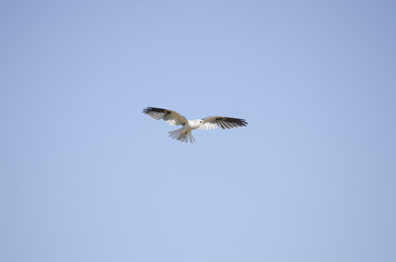 Asas