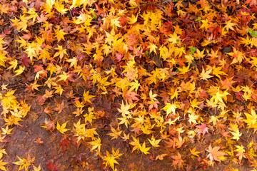 The beautiful autumn color of Japan. japanese yellow maple leaves fall on ground background.