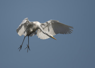 Great Egret Flying
