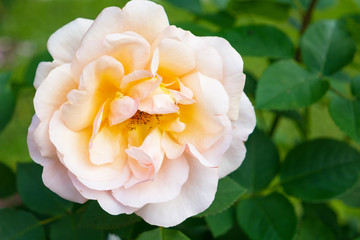 Beautiful blossoming yellow roses