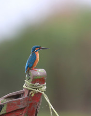 Common kingfisher