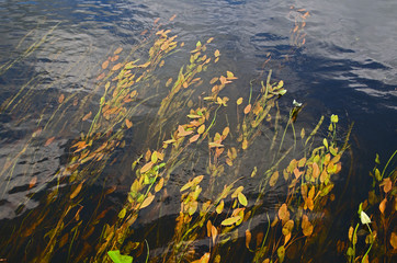 rośliny wodne rdestnica pływająca (Potamogeton natans) © Sabina