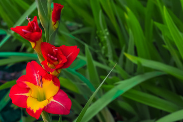 Yellow and red gladiolus on a background of green leaves in the garden.