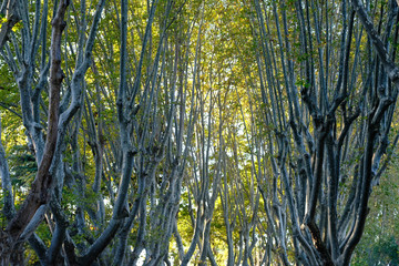 Chioma di alberi