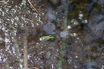 Naturschutzgebiet Lörmoos, BE, Schweiz
