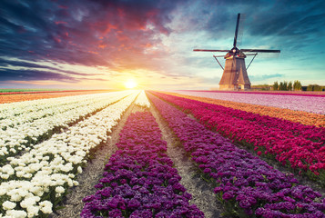 Obrazy na Szkle  tradycyjna Holandia Holandia holenderska sceneria z jednym typowym wiatrakiem i tulipanami, holenderskie krajobrazy